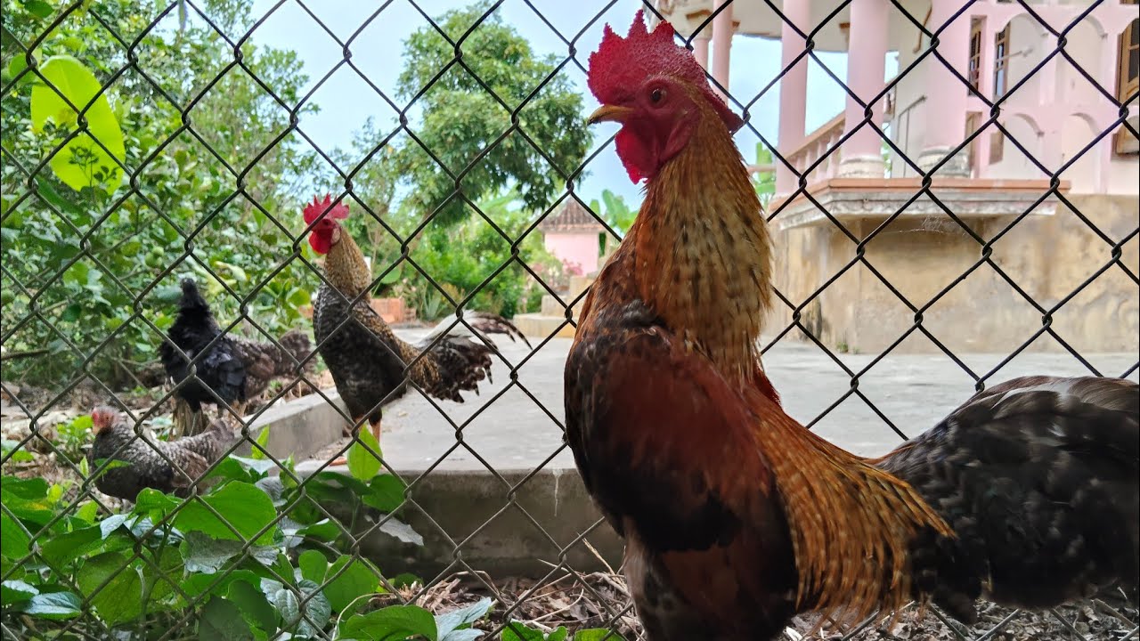 Tiếng gà gáy #animals #birds /Cute Animal -VN 7979
