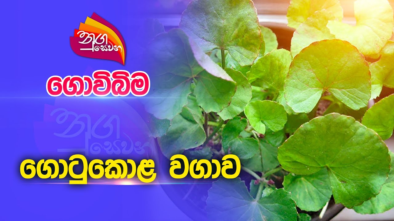 Nugasewana | ගොවිබිම - ගොටුකොළ වගාව | 2023-04-24 | Rupavahini