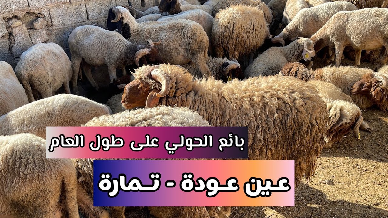 بائع الخروف طيلة السنة - سلالة البرݣي 🐏🐑 عند لعربي نواحي مدينة تمارة - عين عودة