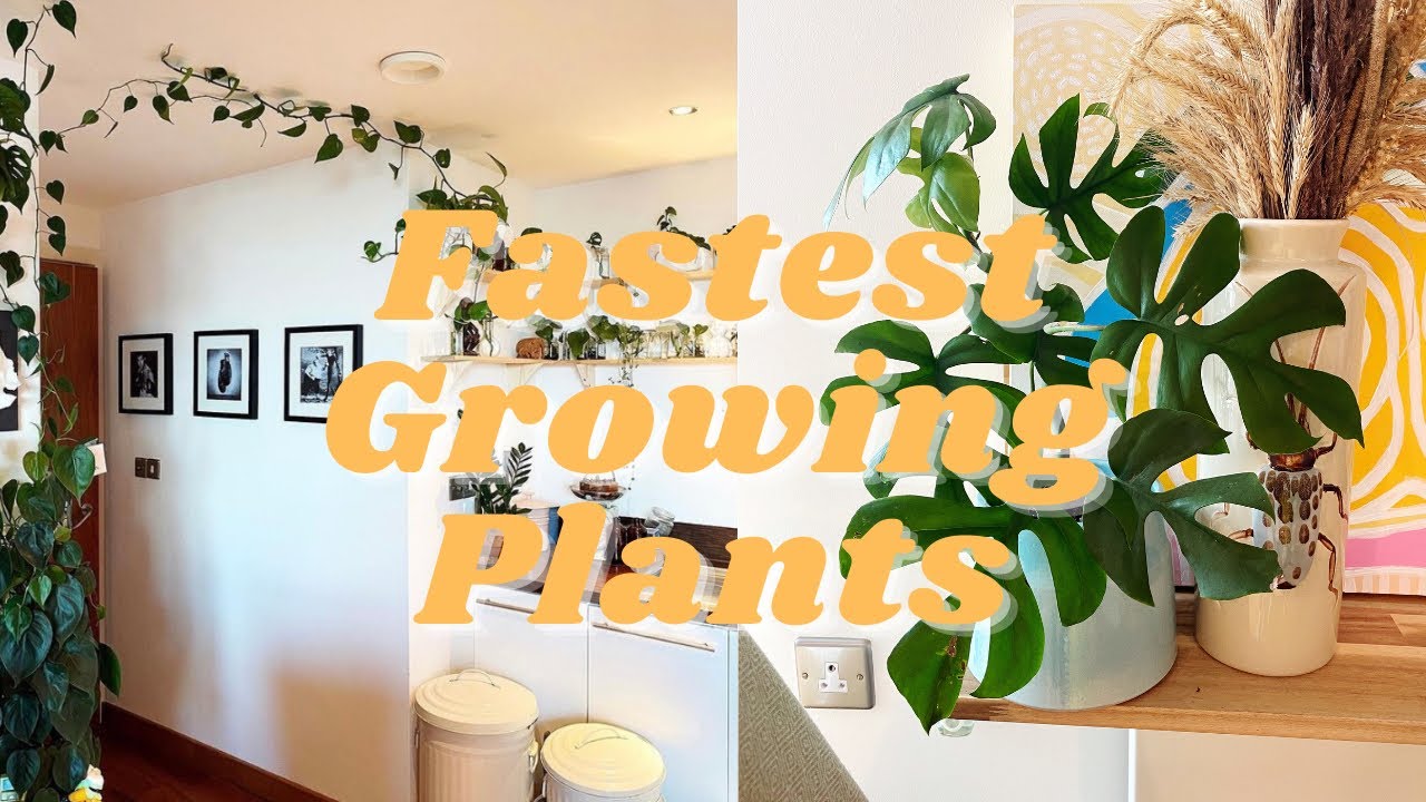 Fastest Growing Houseplants 🪴