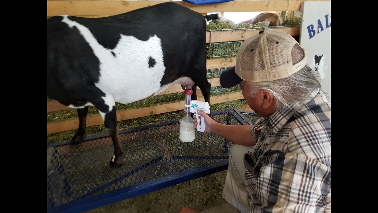 Ultimate Ez Electric & Udderly Ez Hand  milking Goats in Spanish