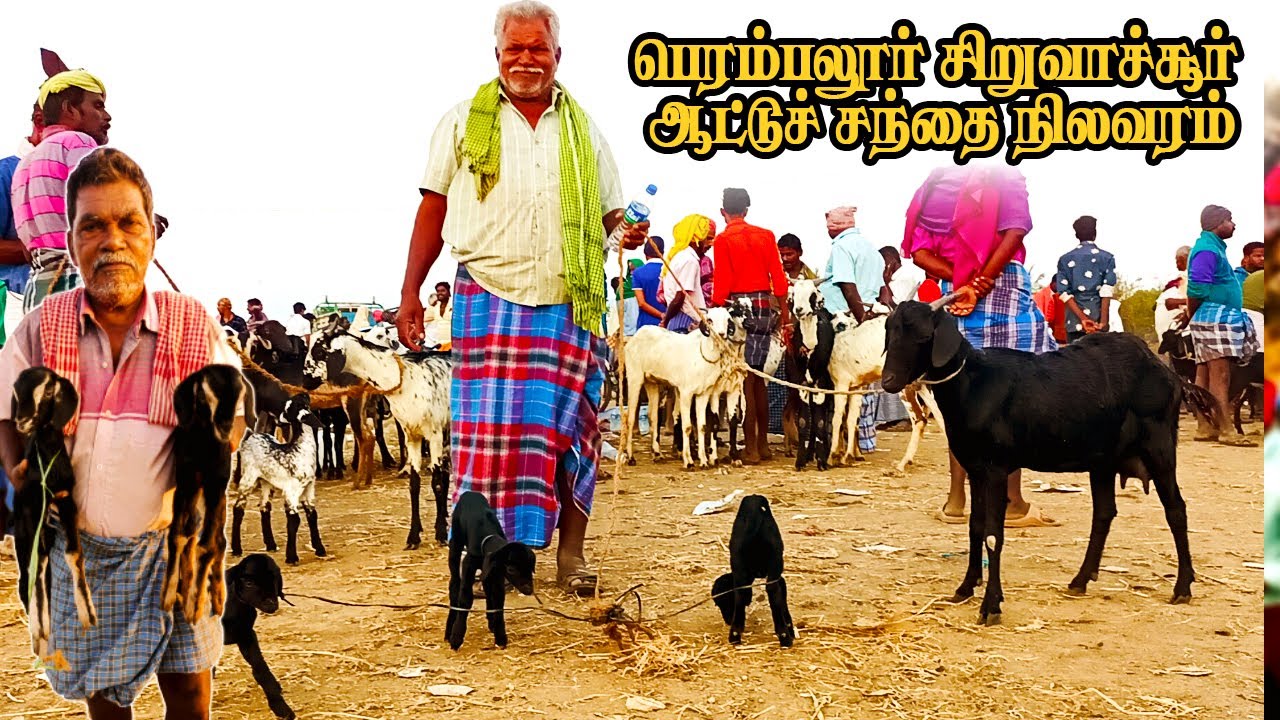 பெரம்பலூர் சிறுவாச்சூர் ஆட்டுச் சந்தை | Perambalur Siruvachur aattu santhai | Siruvachur Goat Market
