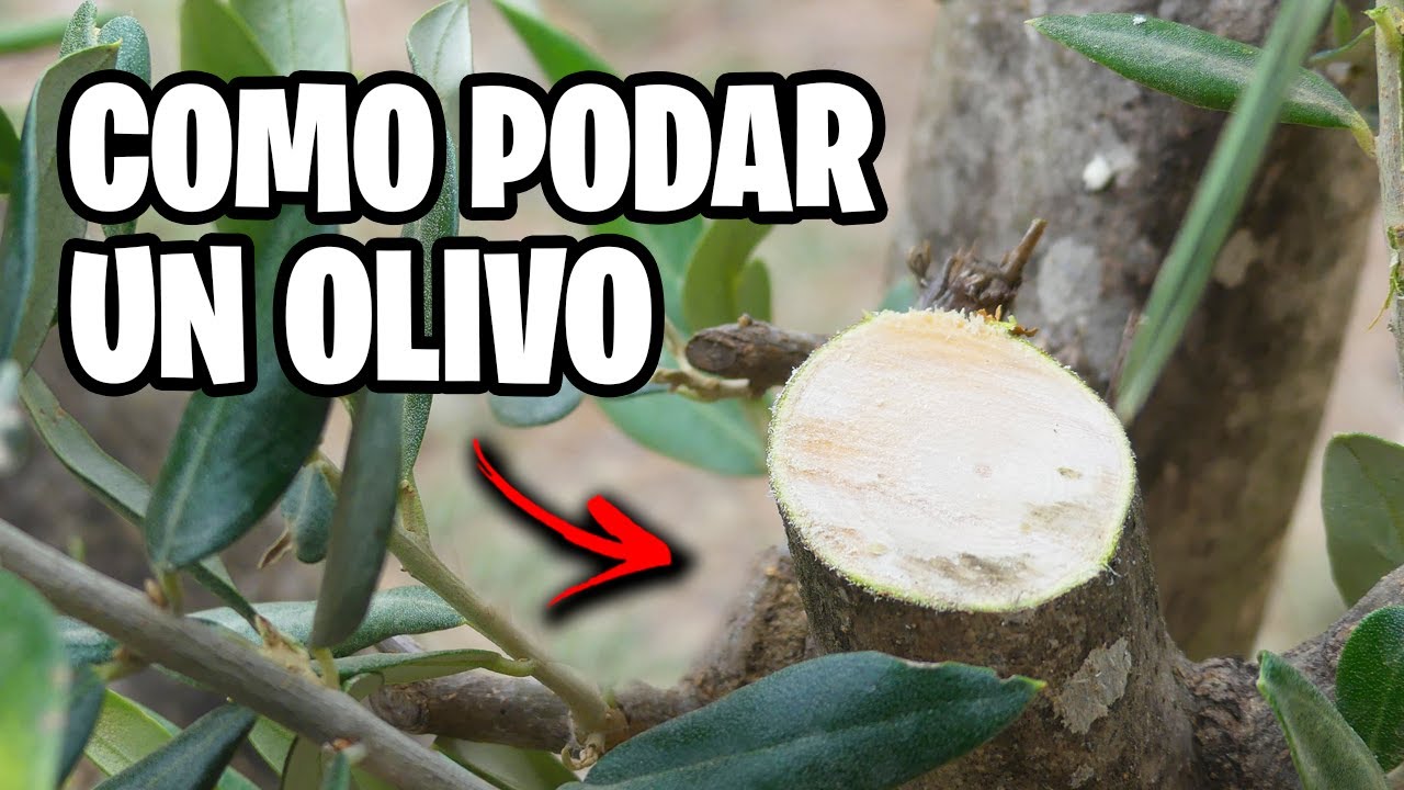 Curso Completo para PODAR CORRECTAMENTE un OLIVO!! Fácil y Paso a Paso | La Huerta de Ivan