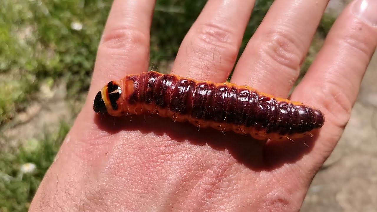 Cossus cossus - Parco delle Cascine di Tavola, May, 2021