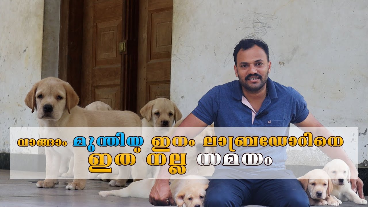 വാങ്ങാം മുന്തിയ ഇനം ലാബ്രഡോറിനെ ഇത് നല്ല സമയം