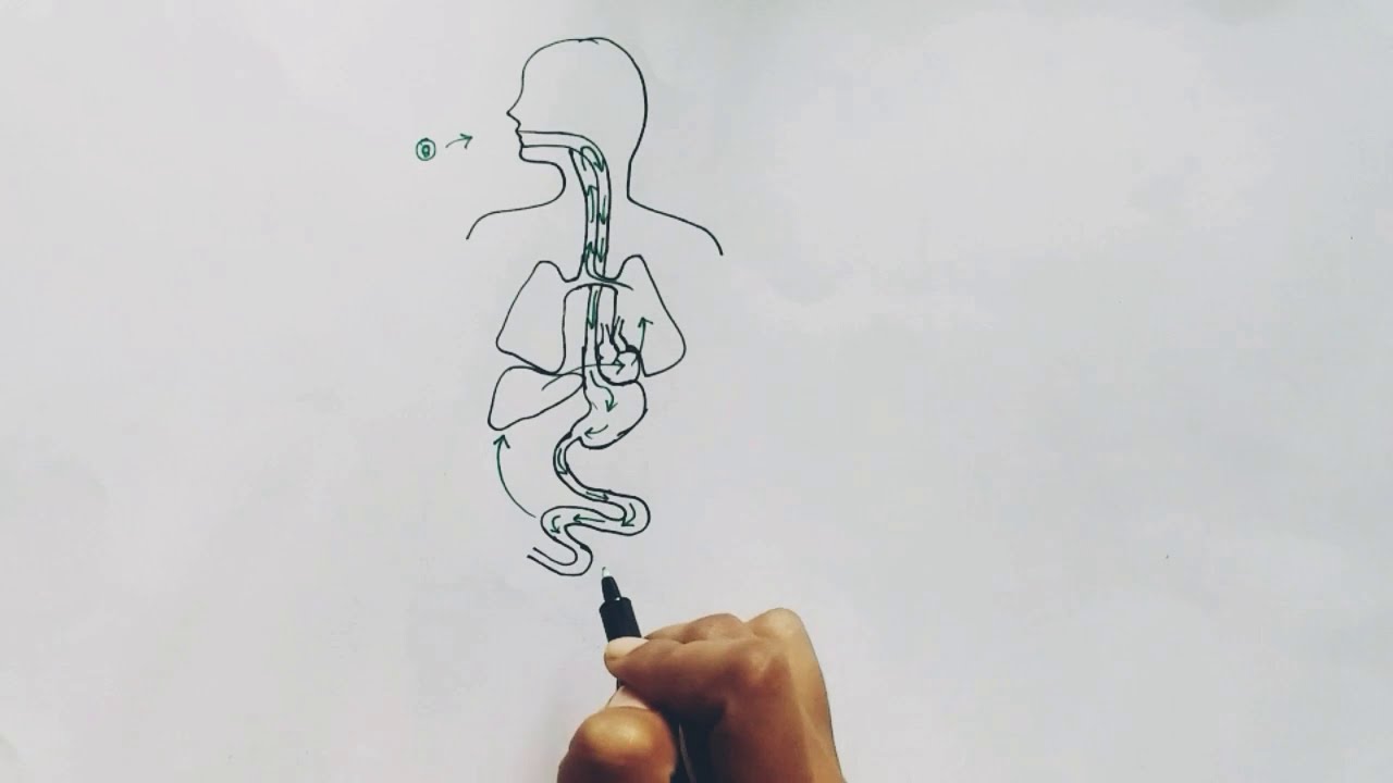 Ascaris lumbricoides Lifecycle ( Hindi ) | Ascariasis | Round Worm