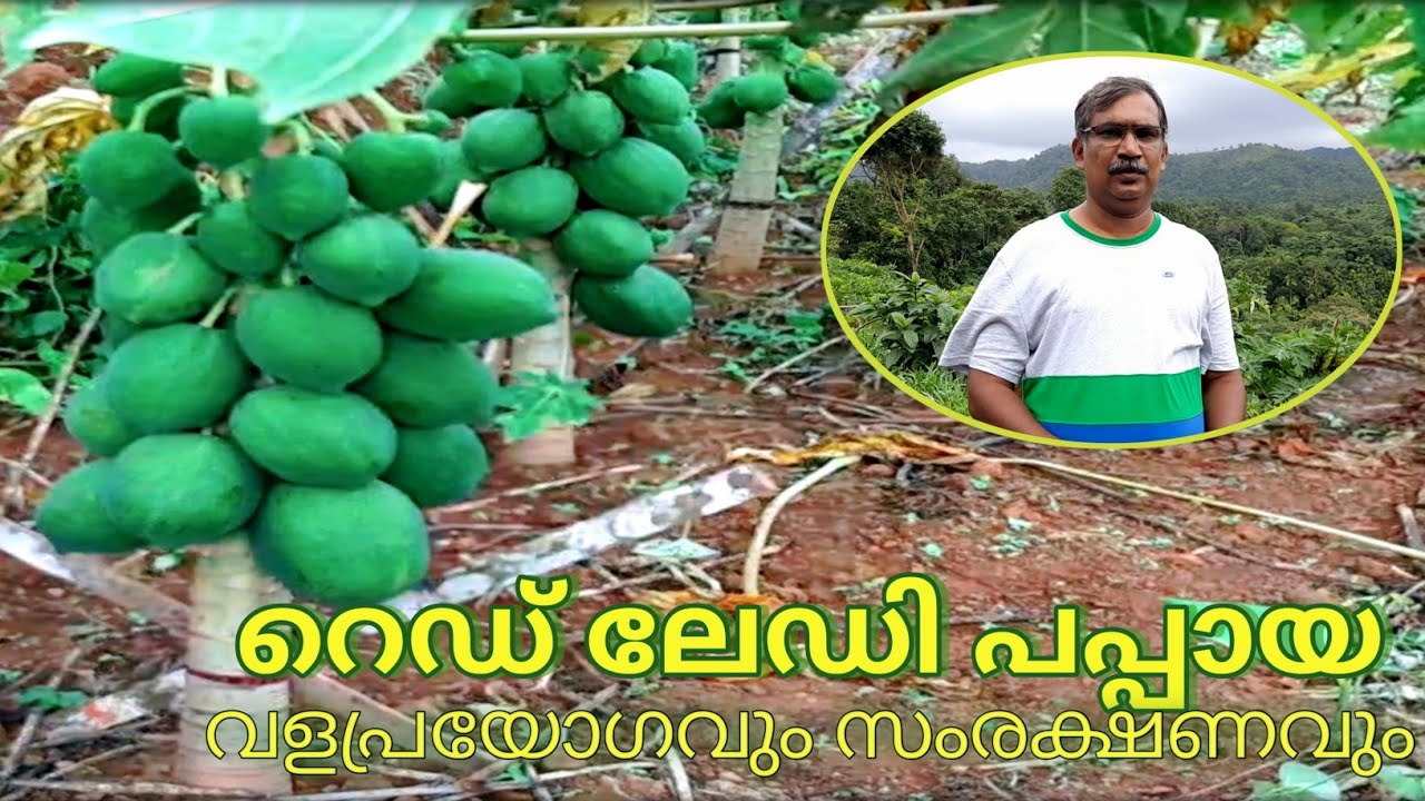 മികച്ച വരുമാനം നേടുവാൻ| റെഡ് ലേഡി പപ്പായ|Part- ll|RED LADY PAPAYA FARMING
