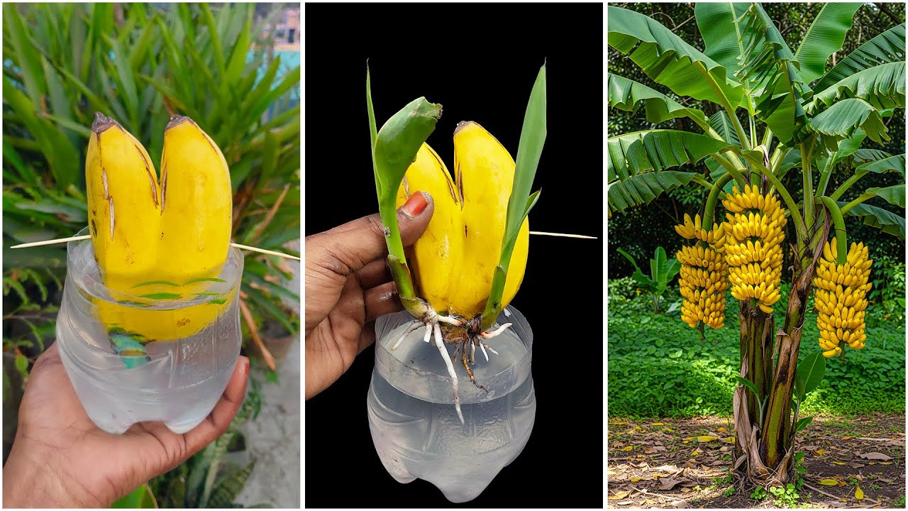 Learn to propagate banana plant by fruit | Step-by-step technique explained