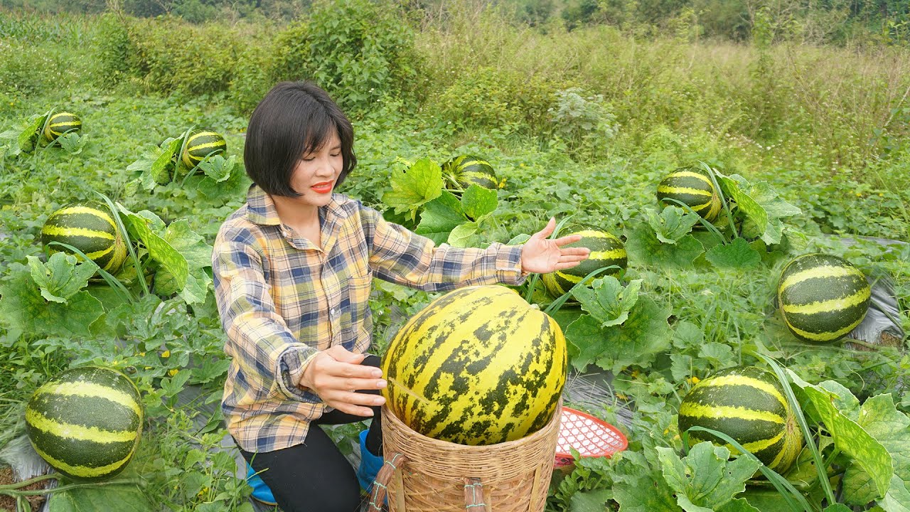 Muskmelon Fields Are Ripe, Harvest Big Muskmelon To Sell At Village Market | Ngan Daily Life