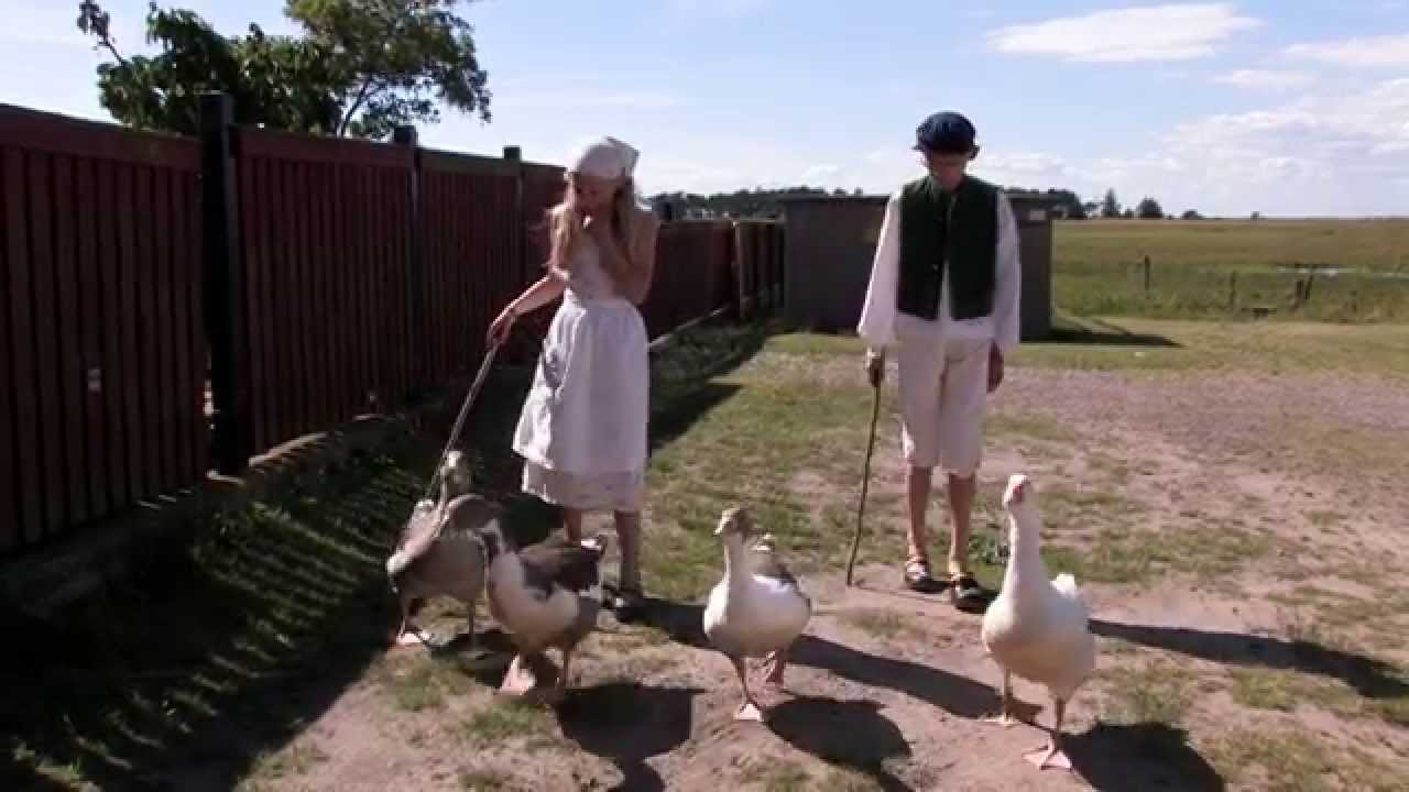 Gåsavallningen i Skanör