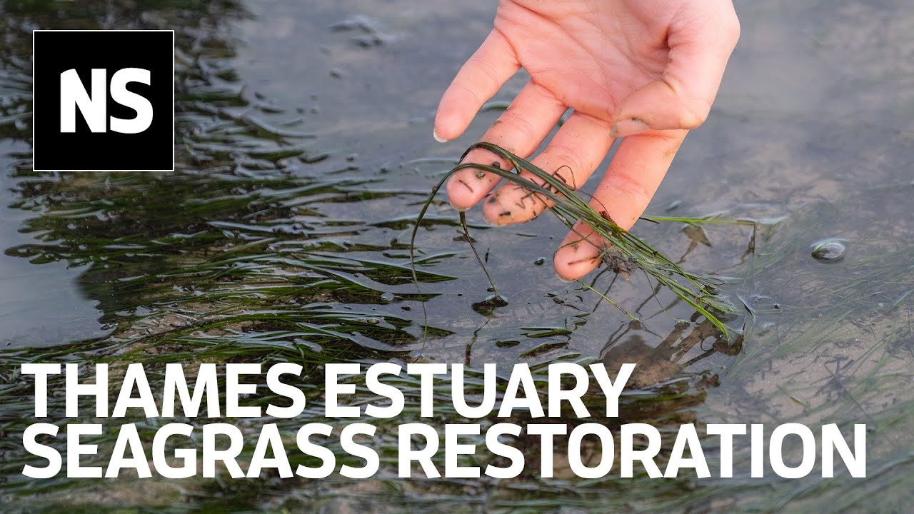 Seagrass restoration in Thames estuary could restore seahorse and shark habitat