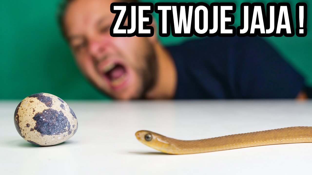 CIEKAWOSTKI O HODOWLI JAJOŻERA W DOMU