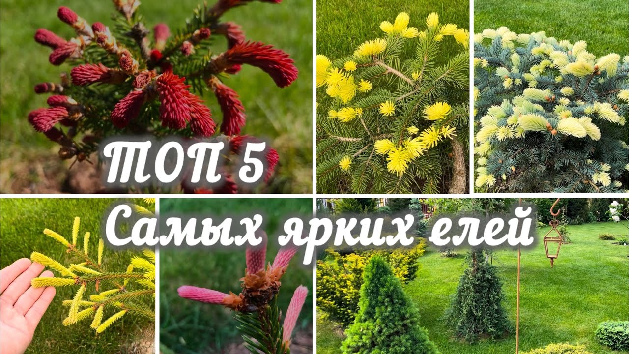 Расскажу про 5 самых красивых и ярких елей в  моём саду