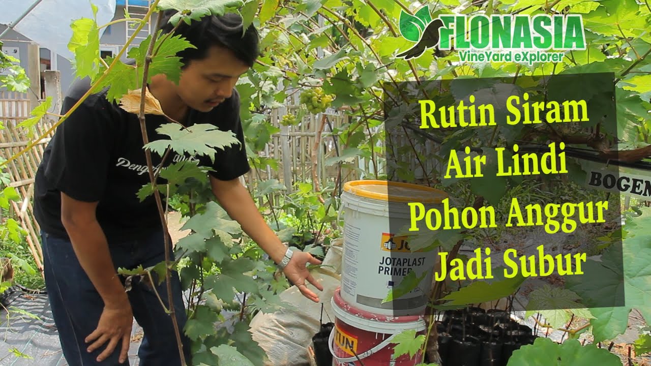 Pohon Anggur Subur Dengan Air Lindi Ember Tumpuk