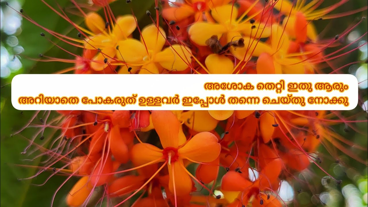 അശോക തെറ്റി ഇവൾ  പൊളി യാണ് ഇന്ന് തന്നെ ട്രൈ ചെയ്യു  best result 100%