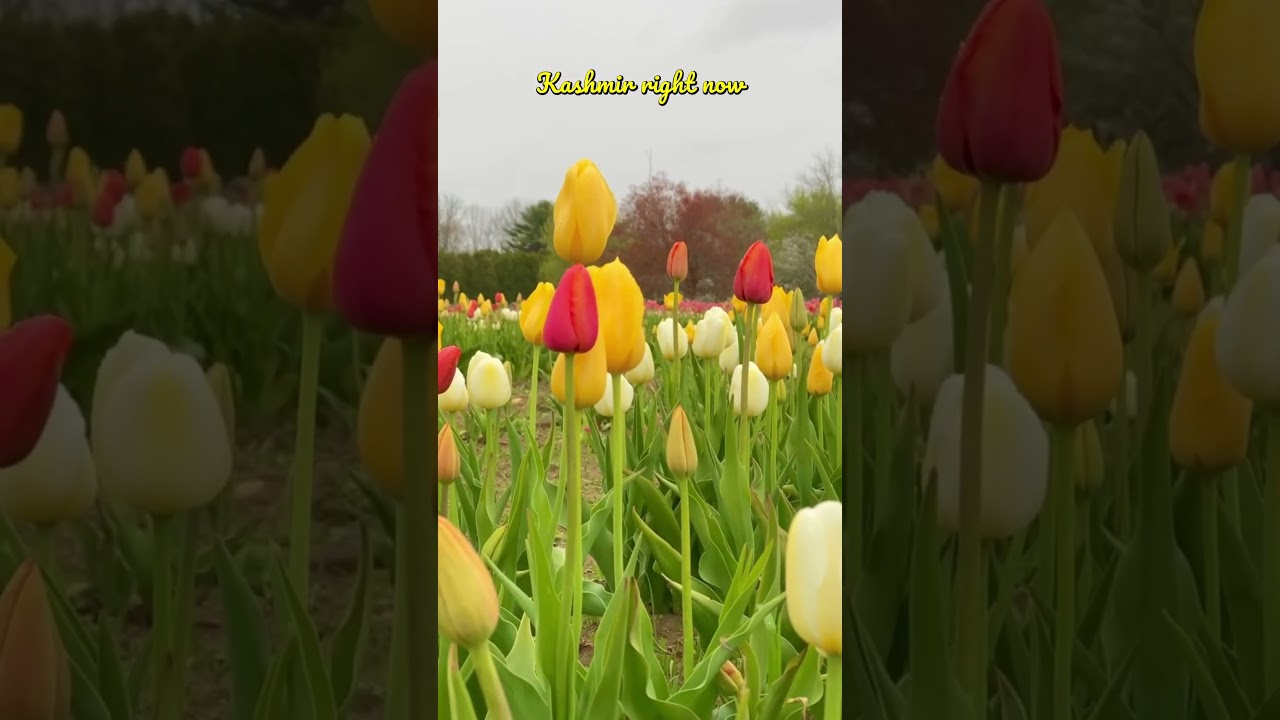 Kashmir Right Now | Spring in Kashmir | Kashmir Tour 2025