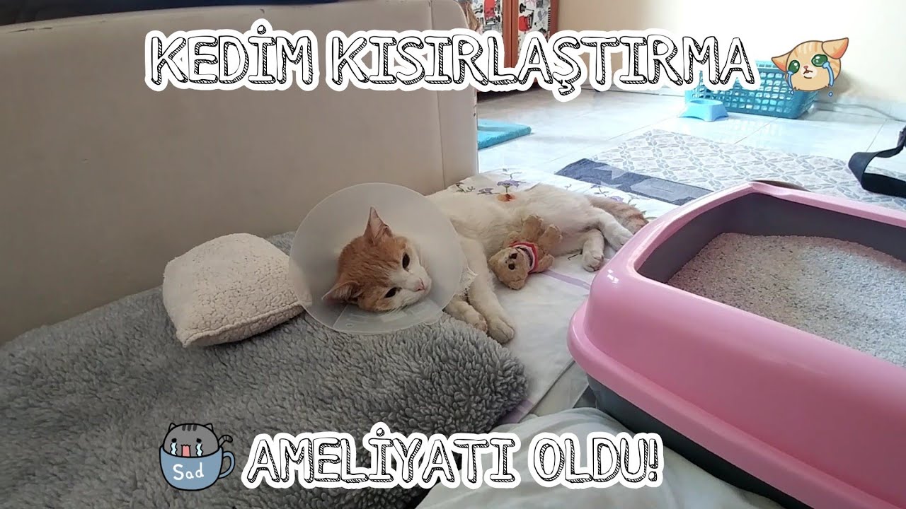 KEDİM KISIRLAŞTIRMA AMELİYATI OLDU! | Yaşadıklarım, Neler Yapılmalı?, Kısır Kedi Maması, Oyuncak...
