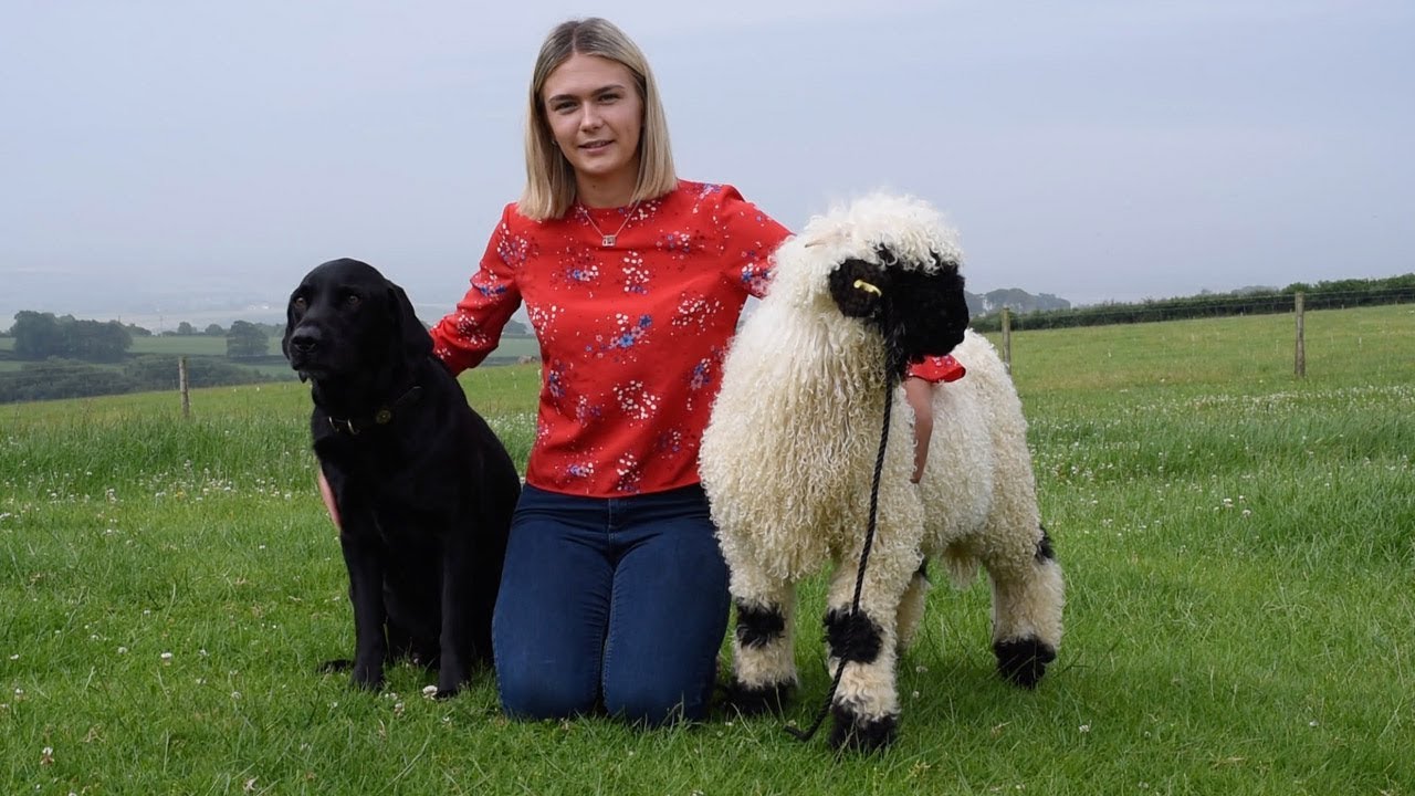 Fluffy Sheep Acts Like Pet Dog
