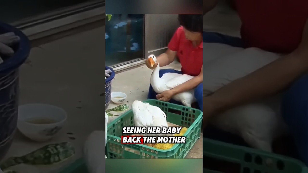 This mother goose was lucky to meet a kind woman who saved her baby #rescue #goose