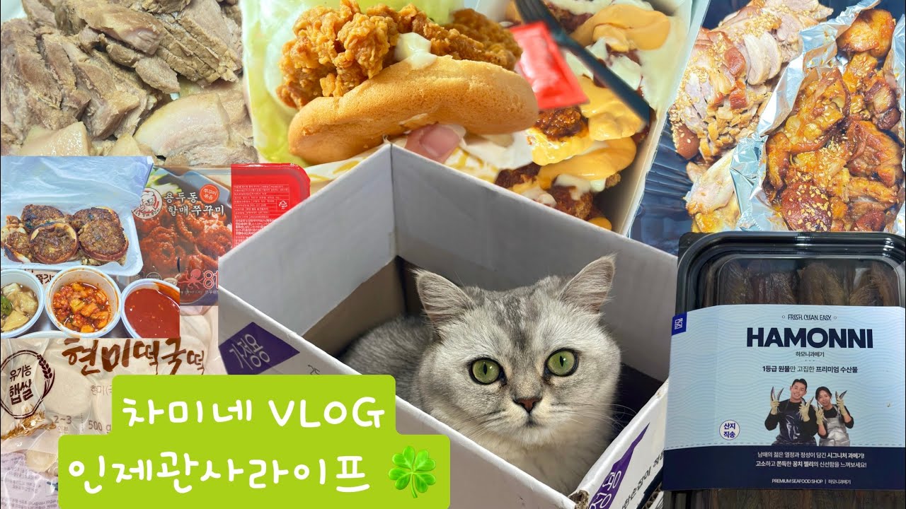 차미네 VLOG)입맛 다른 차미네 ❗️ /인제고냥이 차미 💗/인제관사라이프⭐️/브리티쉬숏헤어/차미네집밥로그