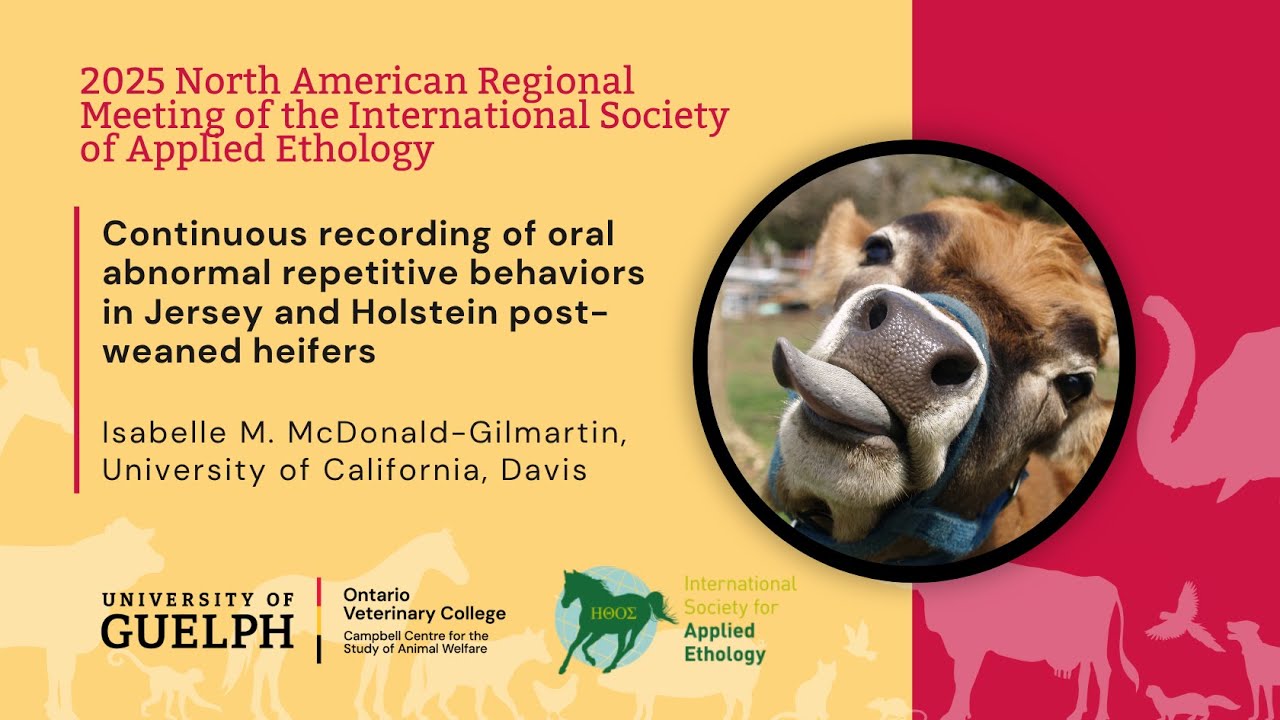 Continuous recording of oral abnormal repetitive behaviours in Jersey and Holstein weaned heifers