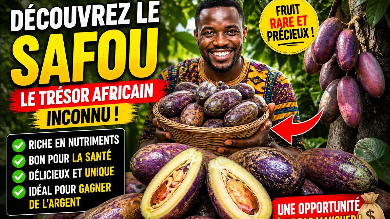 Découvrez le Safou : Le Trésor Africain Inconnu  | Fruit Exotique et Culture Traditionnelle