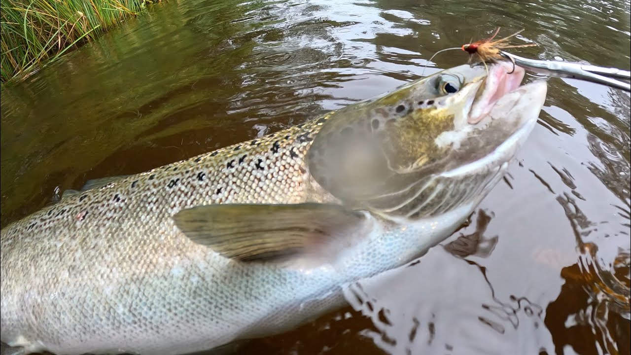 Salmon flyfishing in Kungsådran 02/09/2024