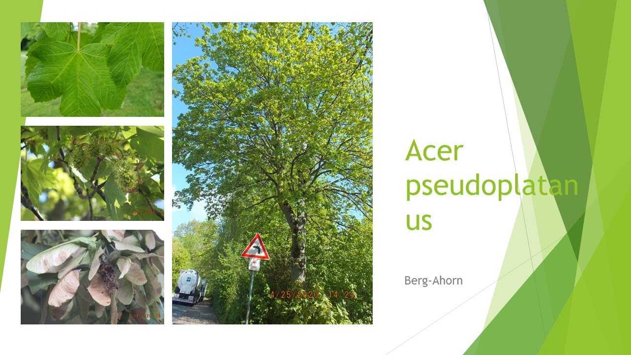 Acer pseudoplatanus