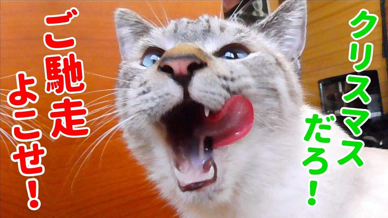 ムシャムシャと美味しそうにご馳走を食べる猫を見てたら飼い主のお腹もグーと鳴りました