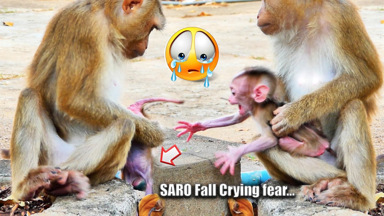 P00r leg baby monkey trying to walk and falls f-e-a-r cr-yi-ng, Mum takes care of baby