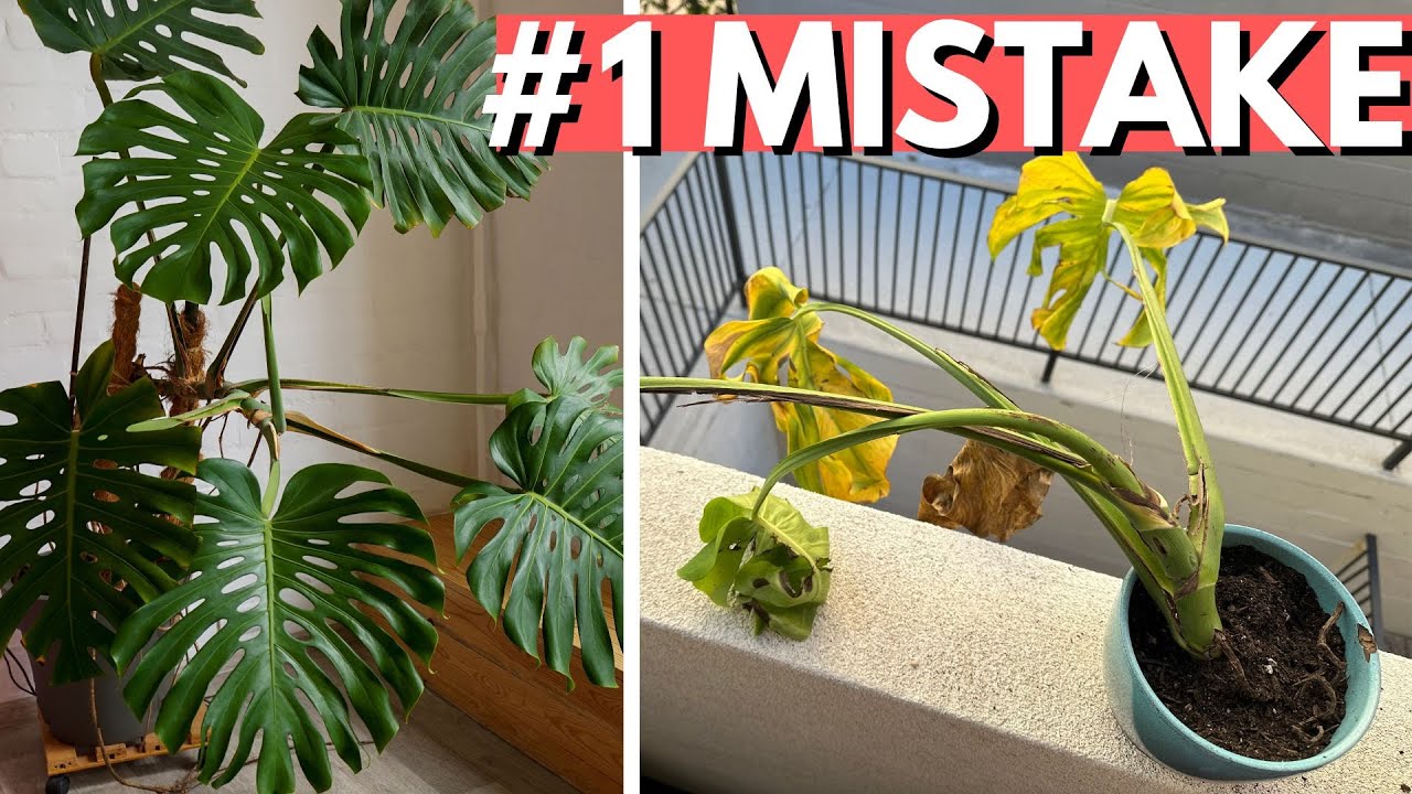 You can&rsquo;t save your Monstera (unless you do this)