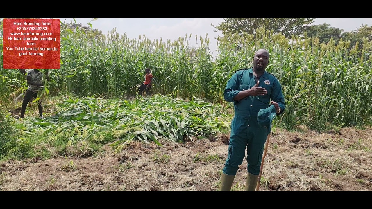 этап уборки сахарного тростника на силос