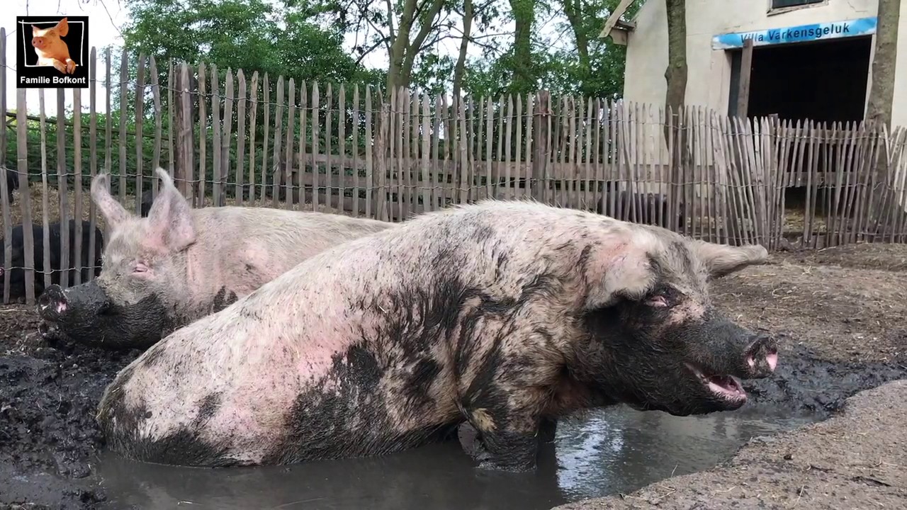 Uit het leven van Familie Bofkont (45) - Gedoe rond La Mama in het modderbad