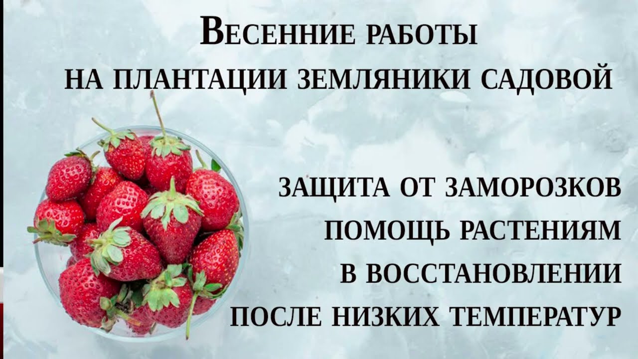 Весенние работы на плантации земляники, защита от заморозков, помощь растениям в восстановлении