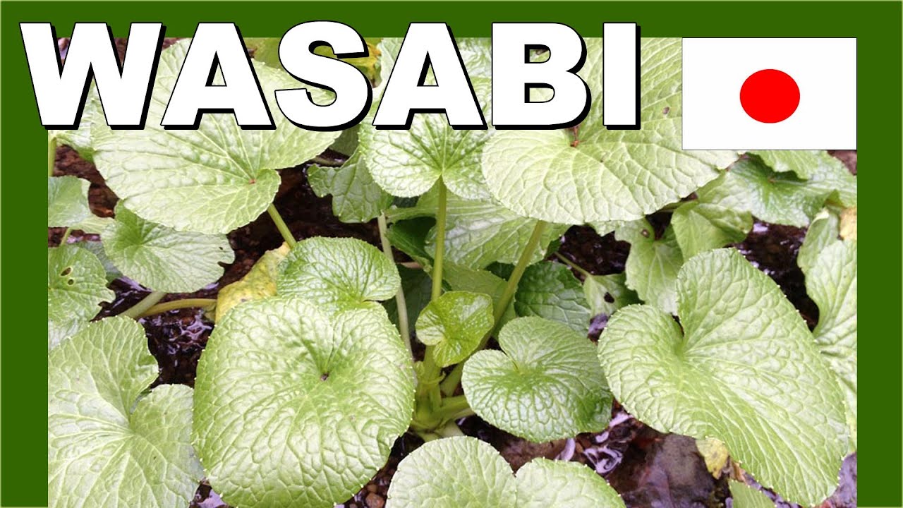 🚶‍♂️ Japan Wasabi Farm - Walking in Japan 日本わさび農場 - 日本のモンスター
