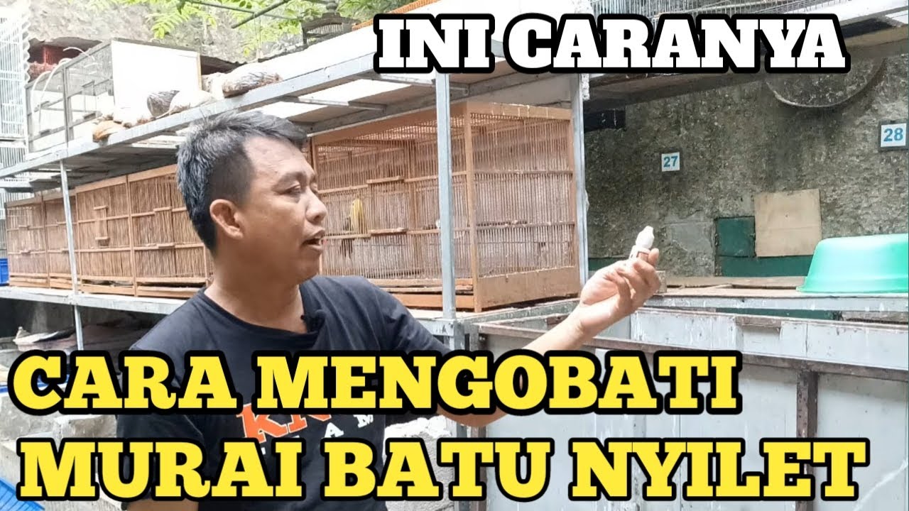 CARA MENGOBATI MURAI BATU NYILET / MENANGANI NYILET MURAI BATU