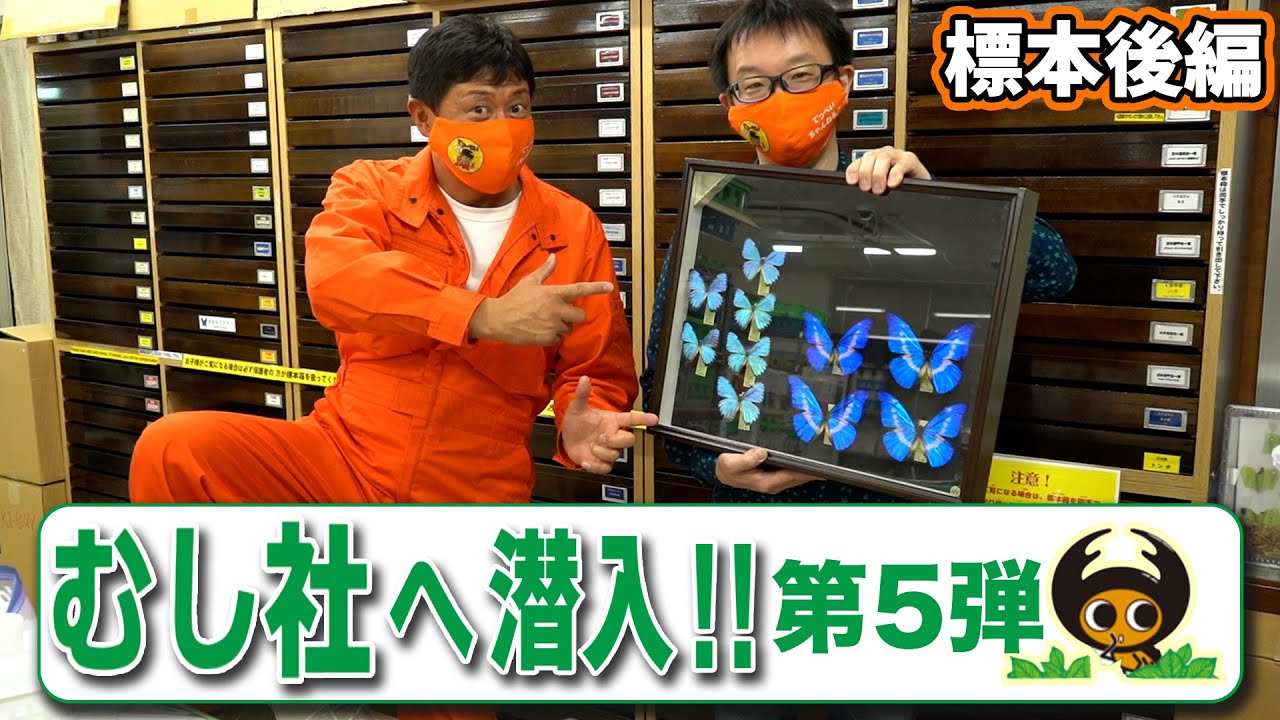 むし社へ潜入！！第５弾【標本後編】