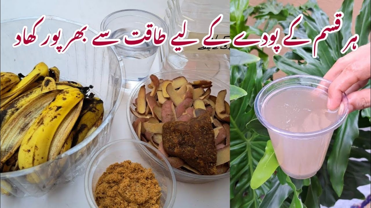 Free Magic Liquid Fertiliser at Home | Secret to Healthy Plants | Healthy Podoun k lie konsi khad de