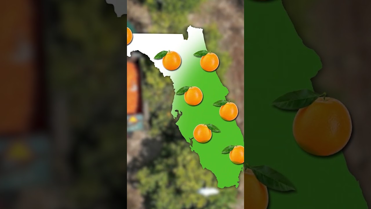 Here's how one insect changed Florida's orange crops. #Agriculture #CitrusGreening #Oranges