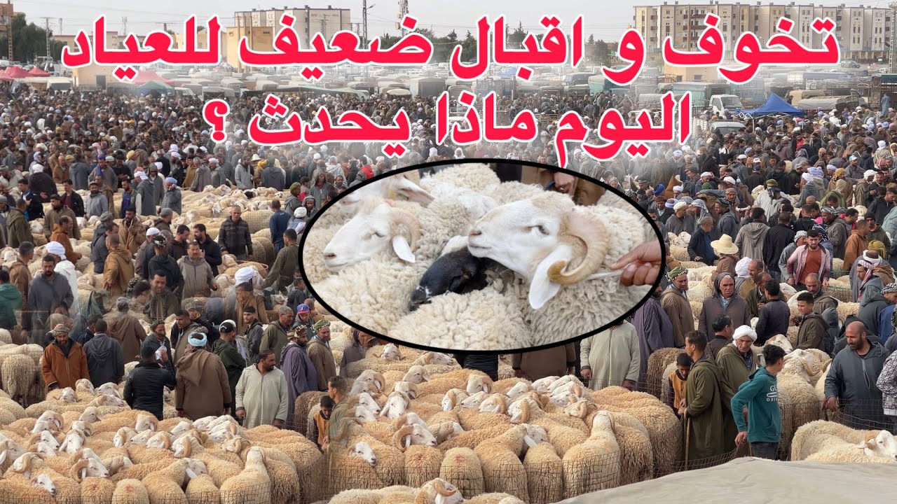 سوق المدية يستقبل ألاف رؤوس الأغنام اليوم مع تدفق تجار الجملة بقوة في إنتظار دخول 100ألف رأس روماني