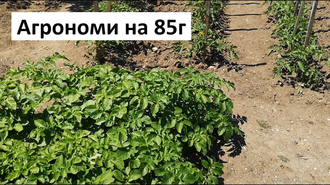 Агрономи на 85г показват градината си