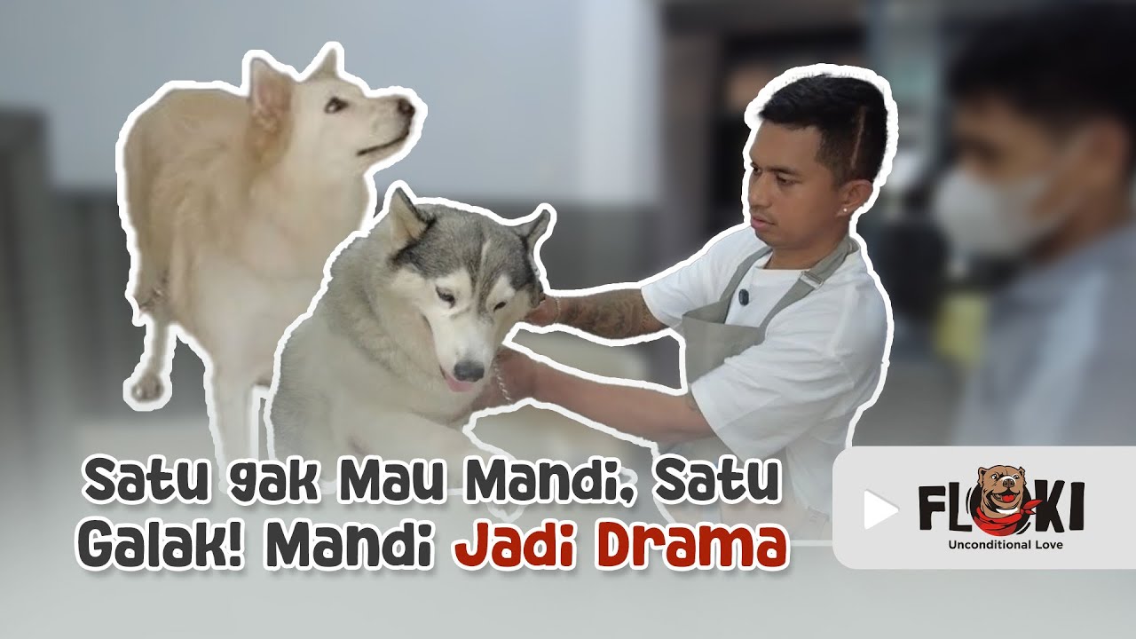 ANJING YANG GALAK BANGET MAU DI MANDIIN