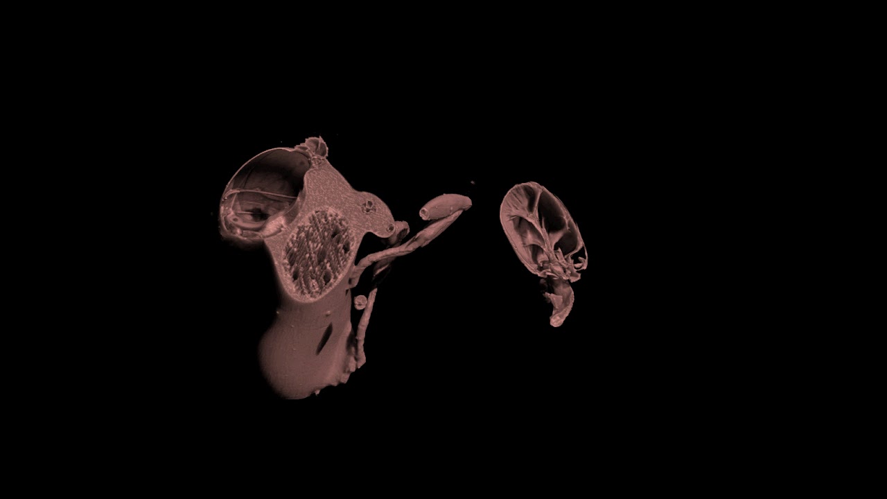 Volumetric Rendering of an Ant Imaged using a SkyScan 1272