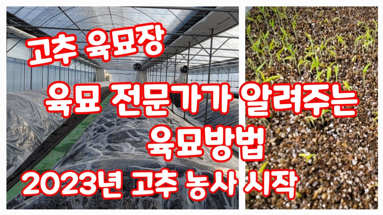 고추 육묘 육묘장 전문가가 알려주는 육묘방법 고추씨 담그기   한국농약백화점 2023년 (고추재배방법)