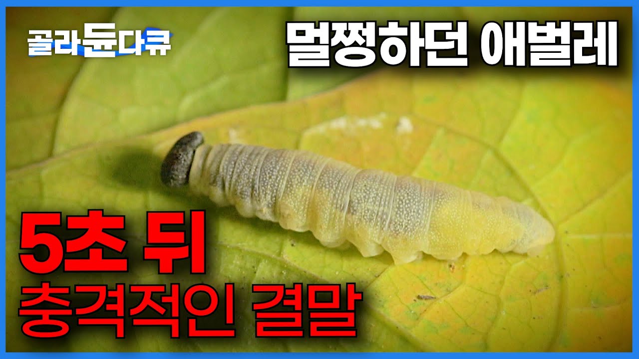 나비가 되는 과정을 찍던 제작진도 깜짝. 단 5초 만에 몸에서 쏟아진 기생충｜애벌레 결말｜곤충의 세계｜#골라듄다큐