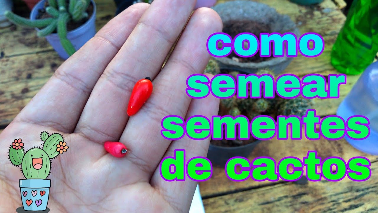 Como semear sementes de cactos 🌵