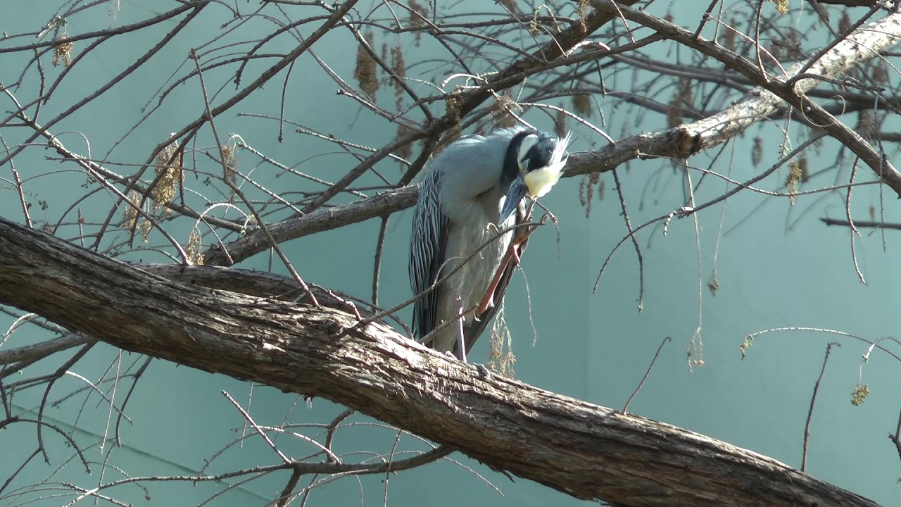 Nachtreiher in San Antonio _ Night herons in San Antonio