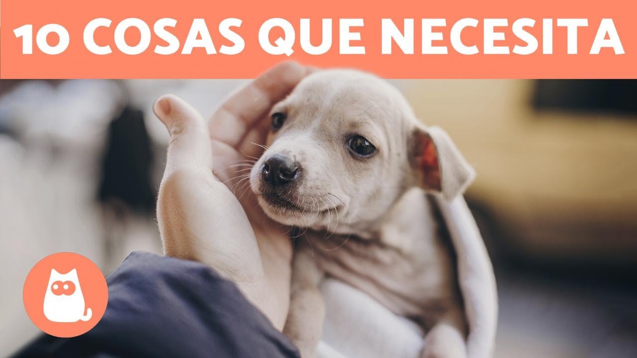¿Qué NECESITA un CACHORRO? 🐶❤️ (10 Cosas Imprescindibles)