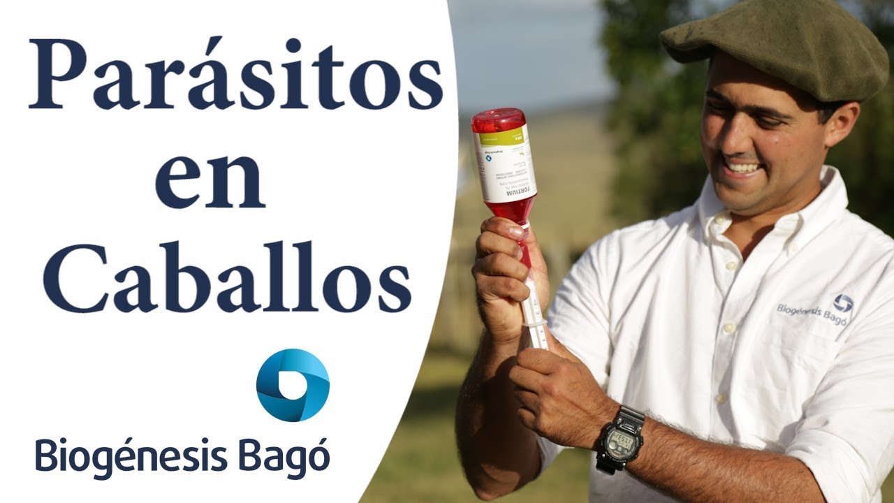 ¿Cómo desparasitar caballos? -  Biogénesis Bagó