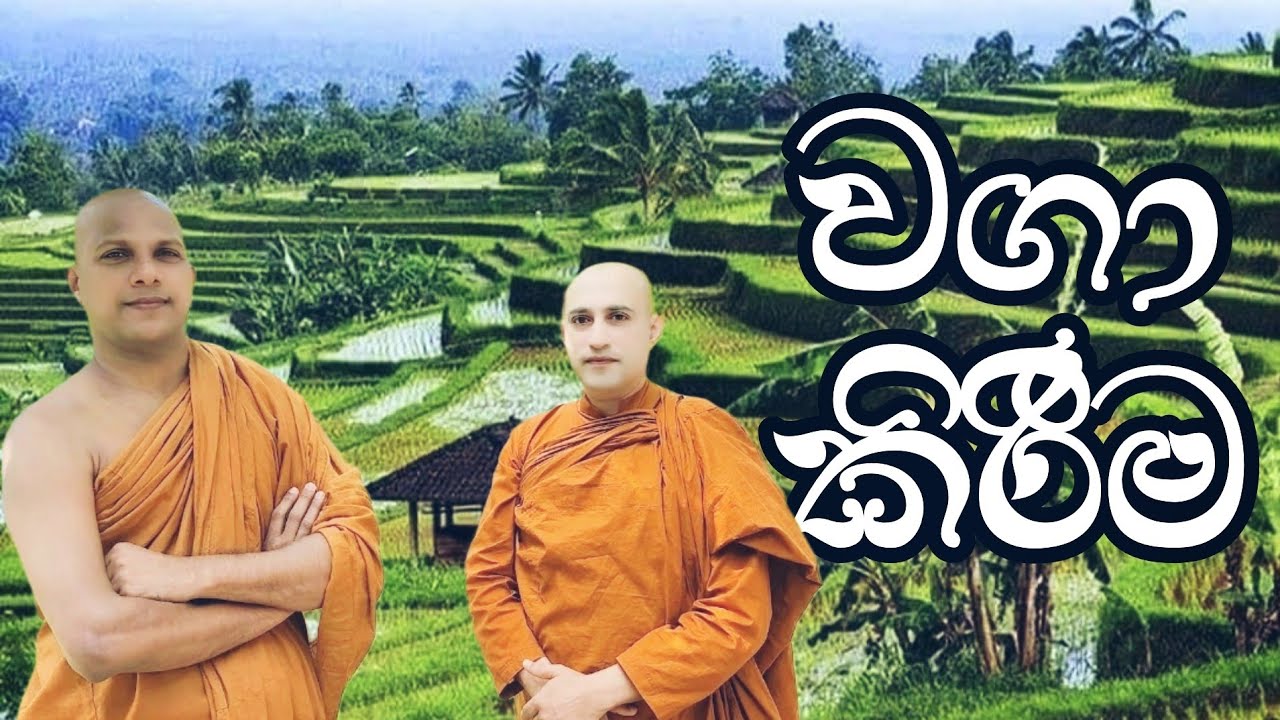 🙏🪷හාමුදුරුවන්ට වගා කරන්න කැපයි ද.. ? | රාහුල හාමුදුරුවෝ 🪷🙏